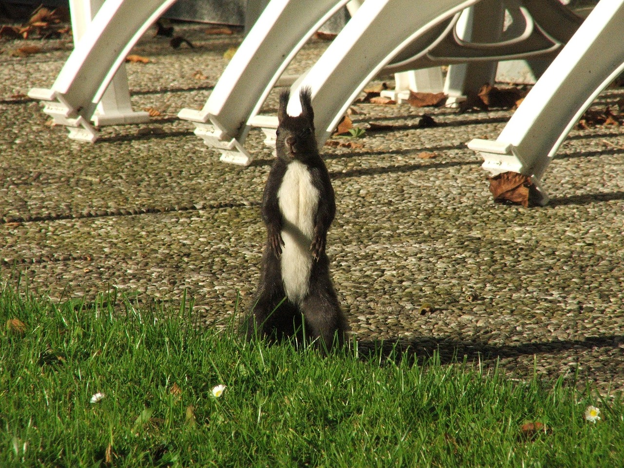 squirrel nature cute free photo