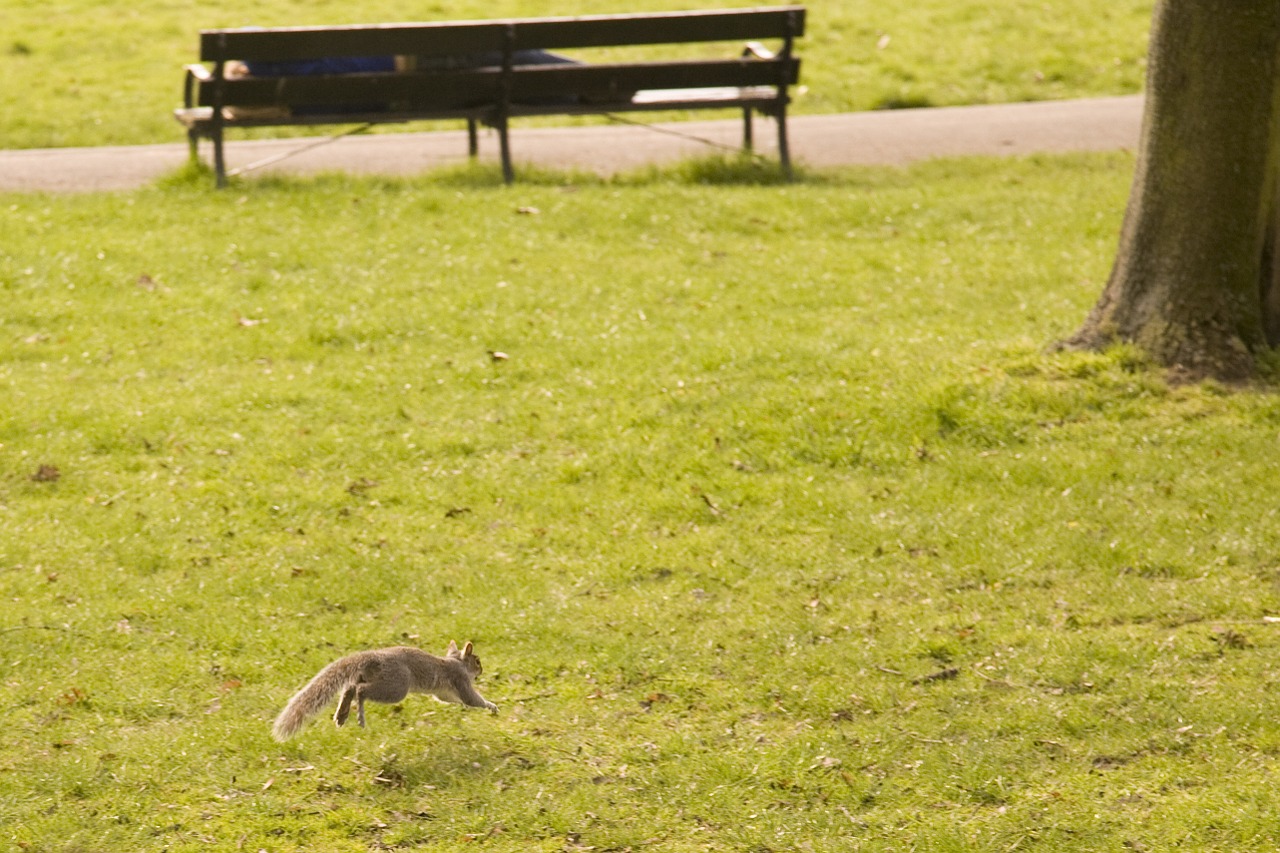 squirrel park wildlife free photo