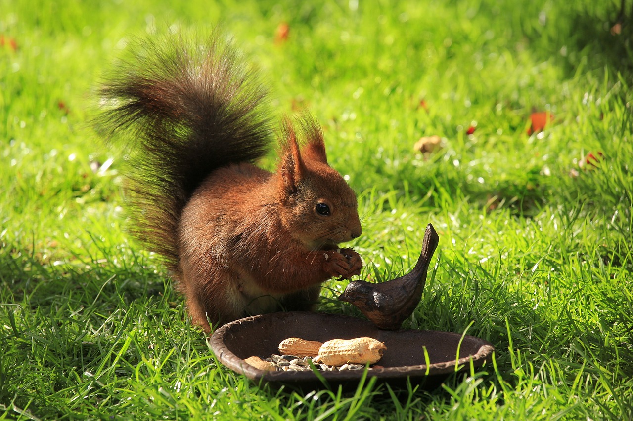 squirrel brown garden free photo