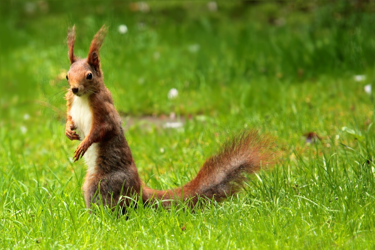 squirrel brown garden free photo