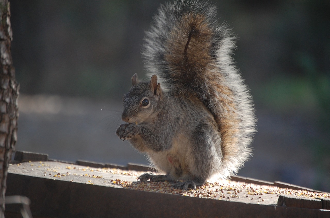 squirrel tail eating free photo