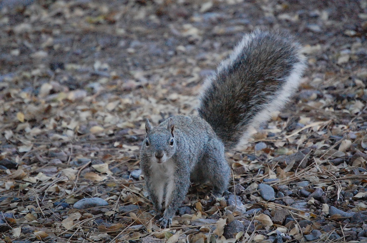 squirrel looking outdoors free photo