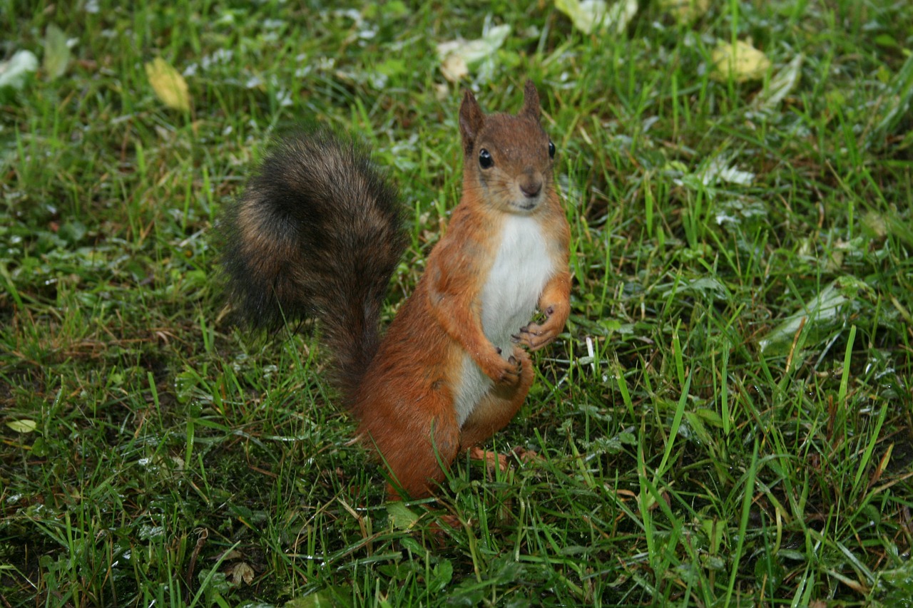 squirrel animal free pictures free photo