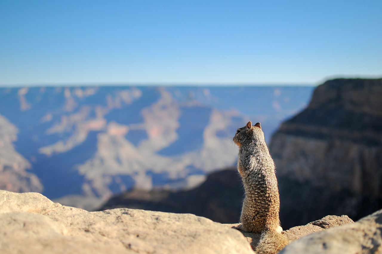 squirrel animal cute free photo