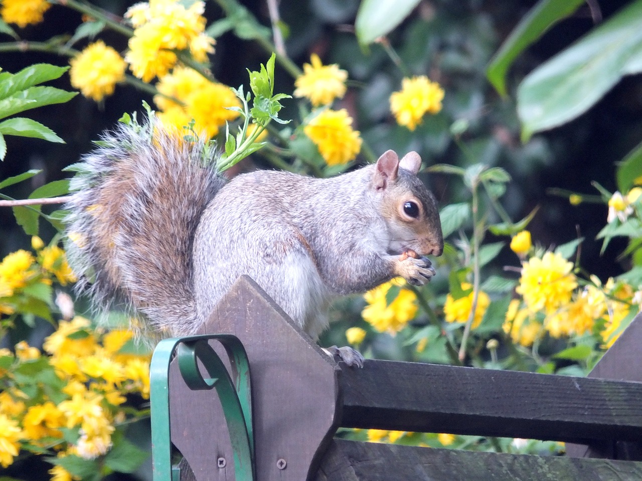 squirrel grey rodent free photo