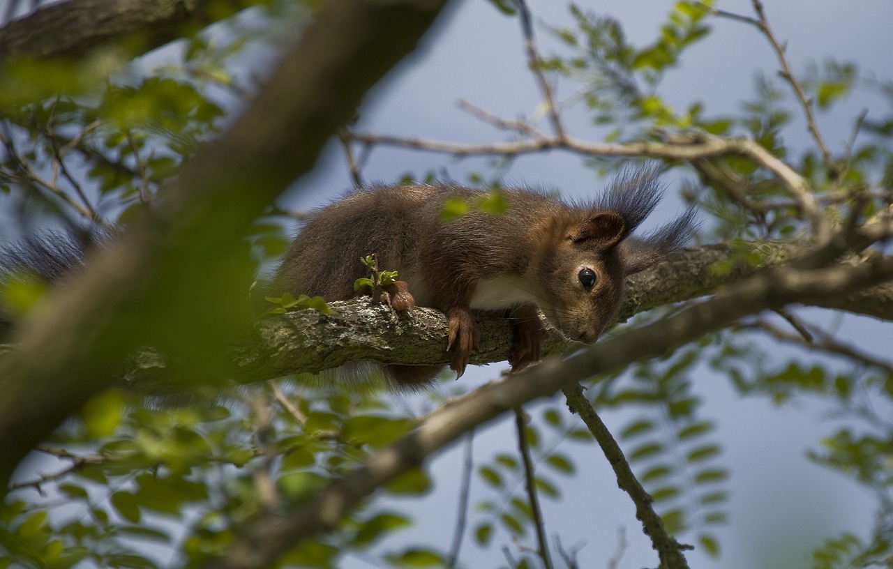 squirrel verifiable kitten spring free photo