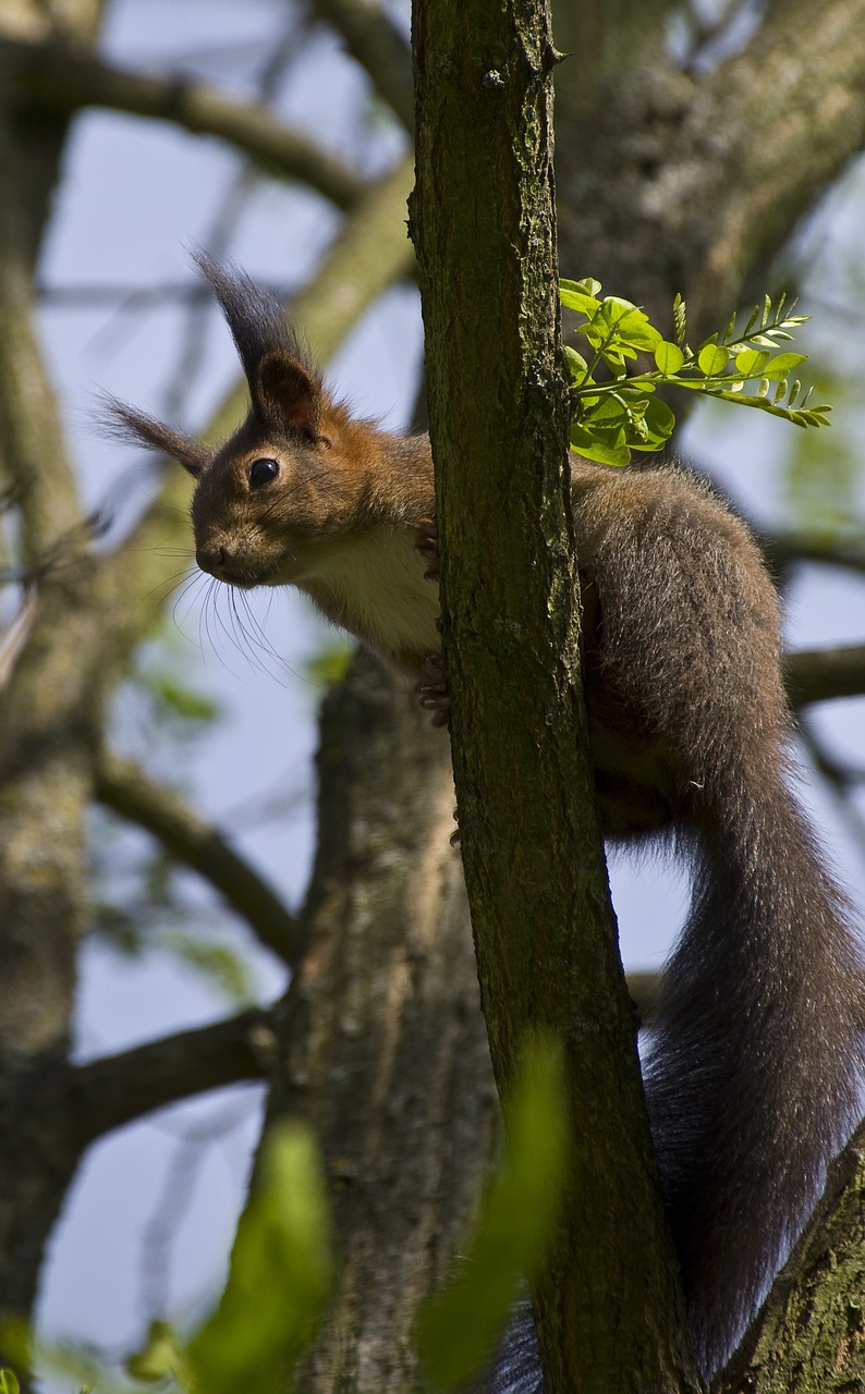 squirrel verifiable kitten spring free photo