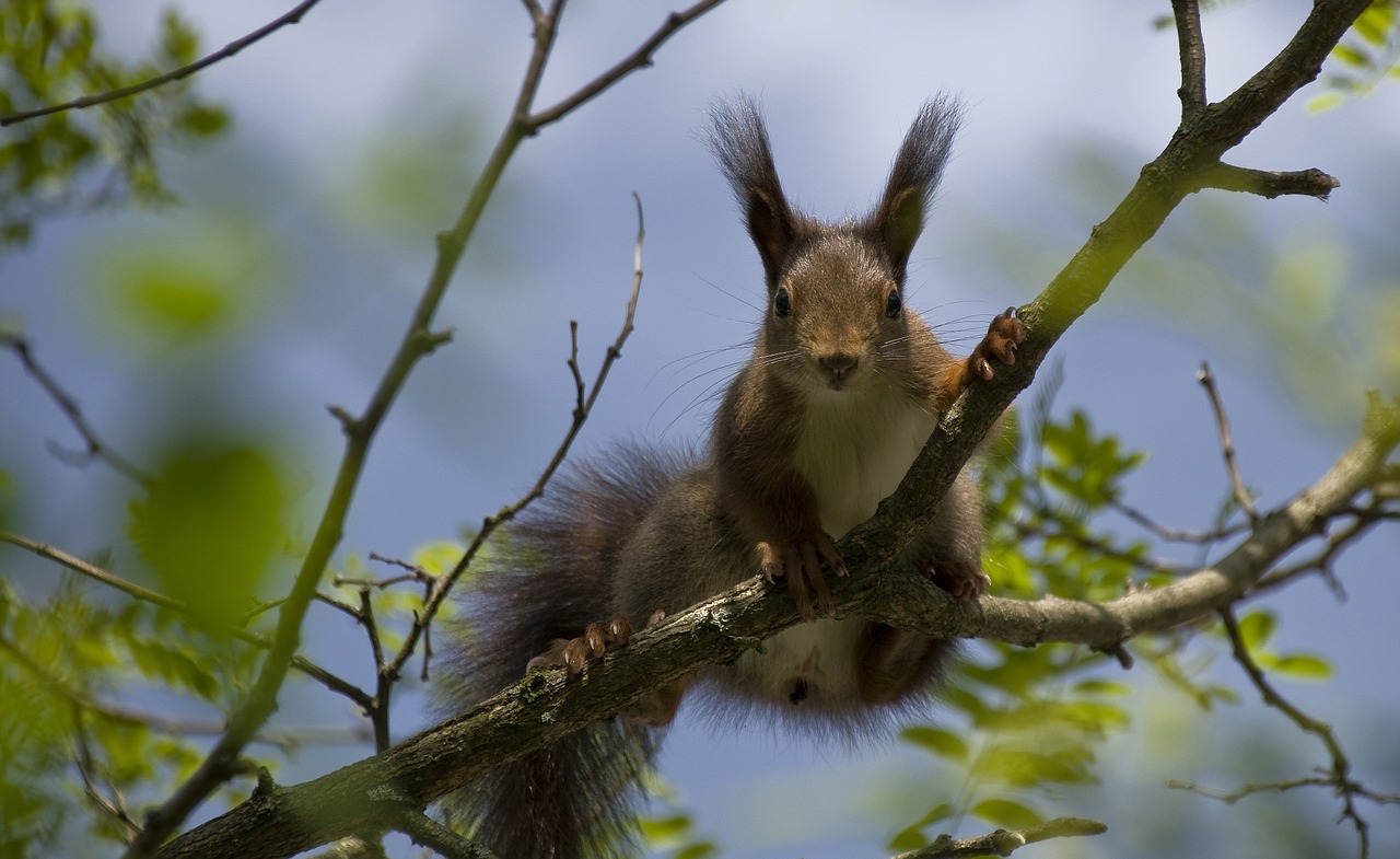 squirrel verifiable kitten spring free photo