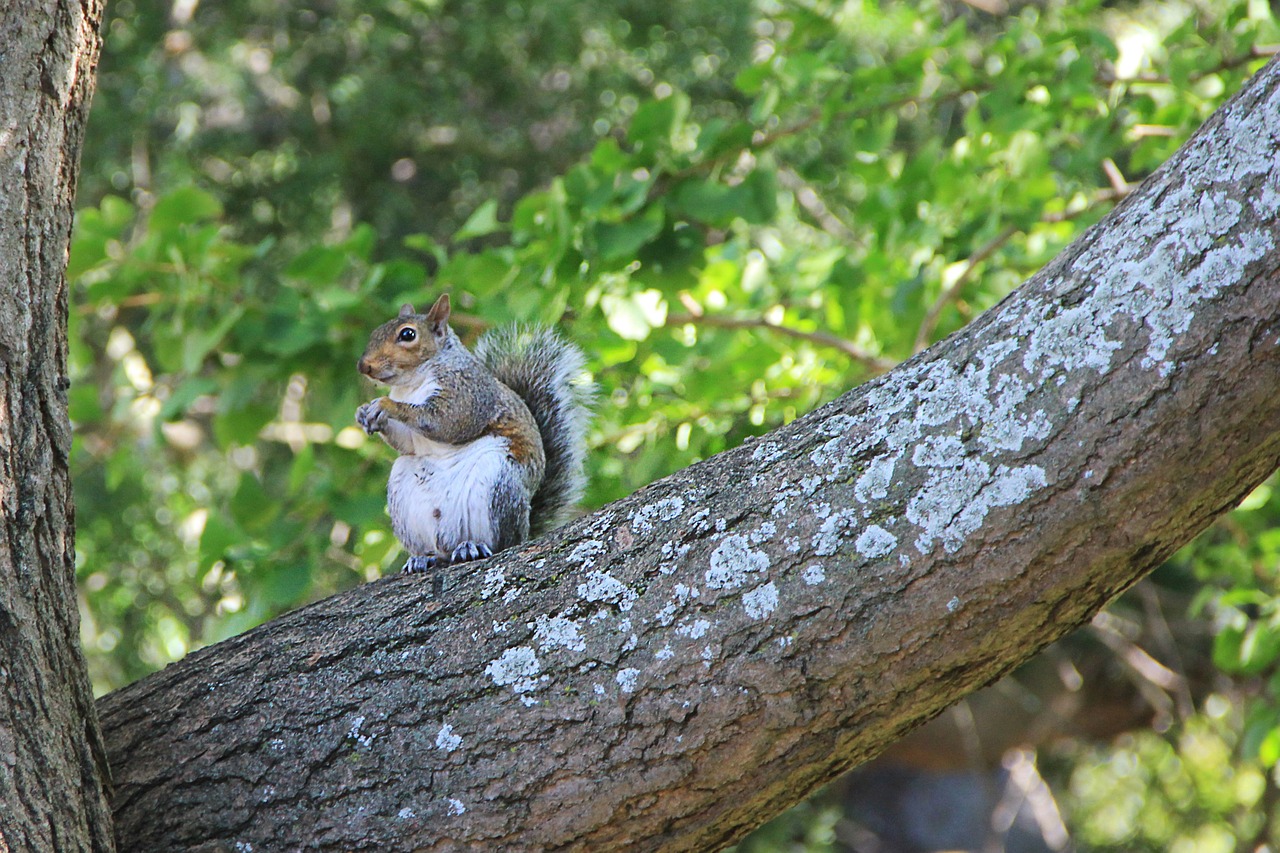 squirrel tree nager free photo