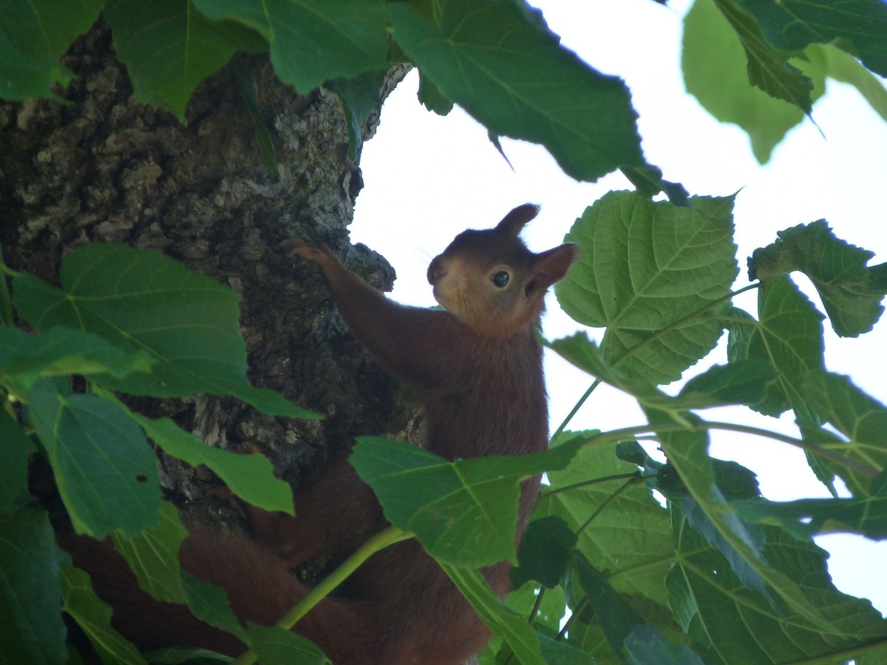 squirrel animal possierlich free photo