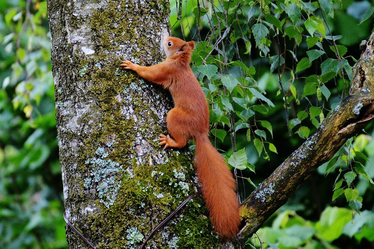 squirrel animal brown free photo