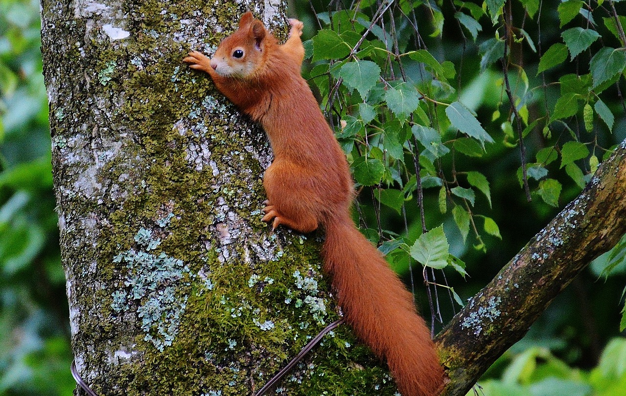 squirrel animal brown free photo