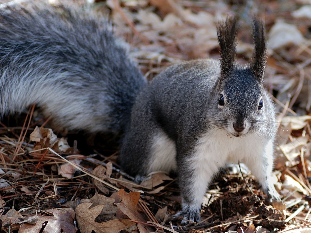 squirrel nature outside free photo