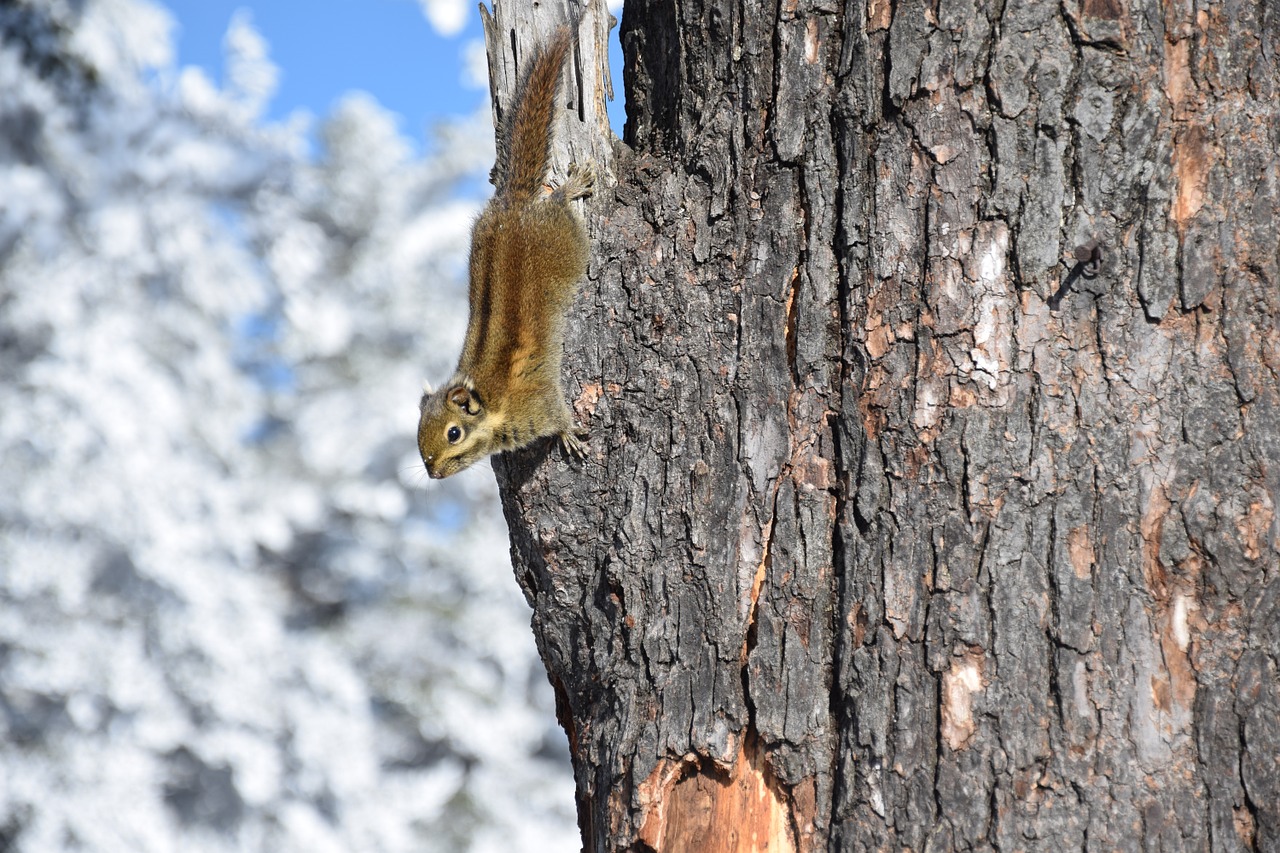 squirrel tree snow free photo