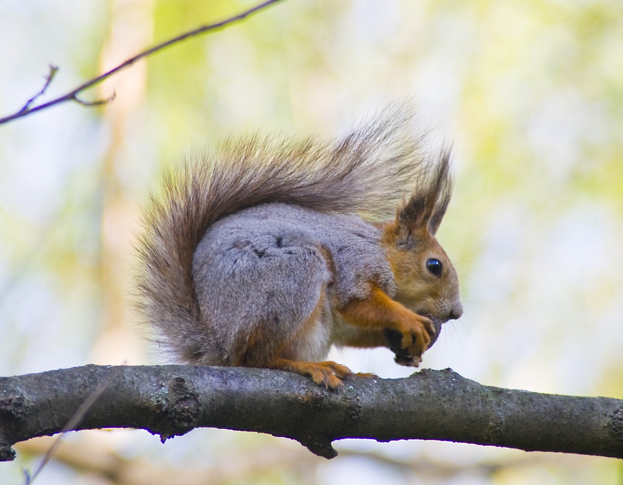 squirrel animals animal free photo