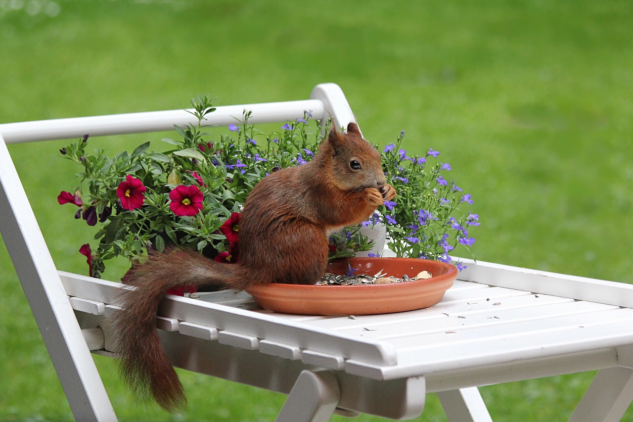 squirrel animal spring free photo