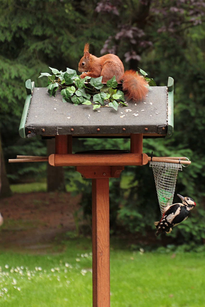 squirrel great spotted woodpecker meal free photo