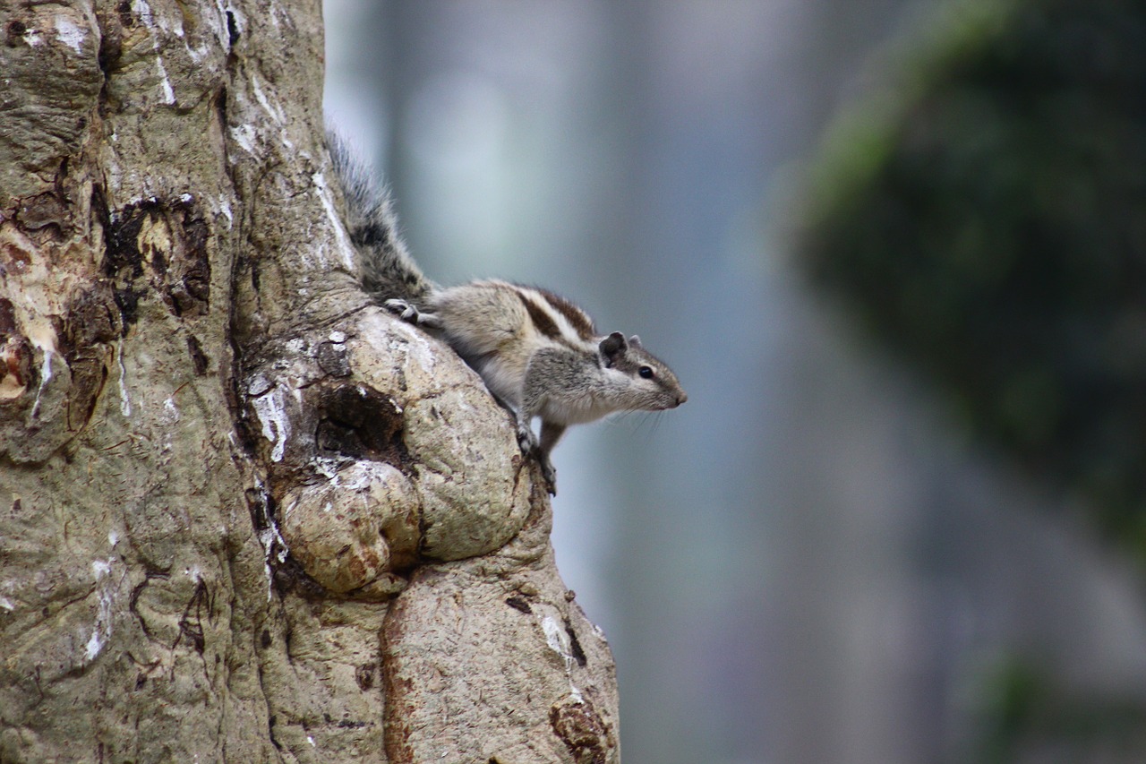 squirrel rodent cute free photo