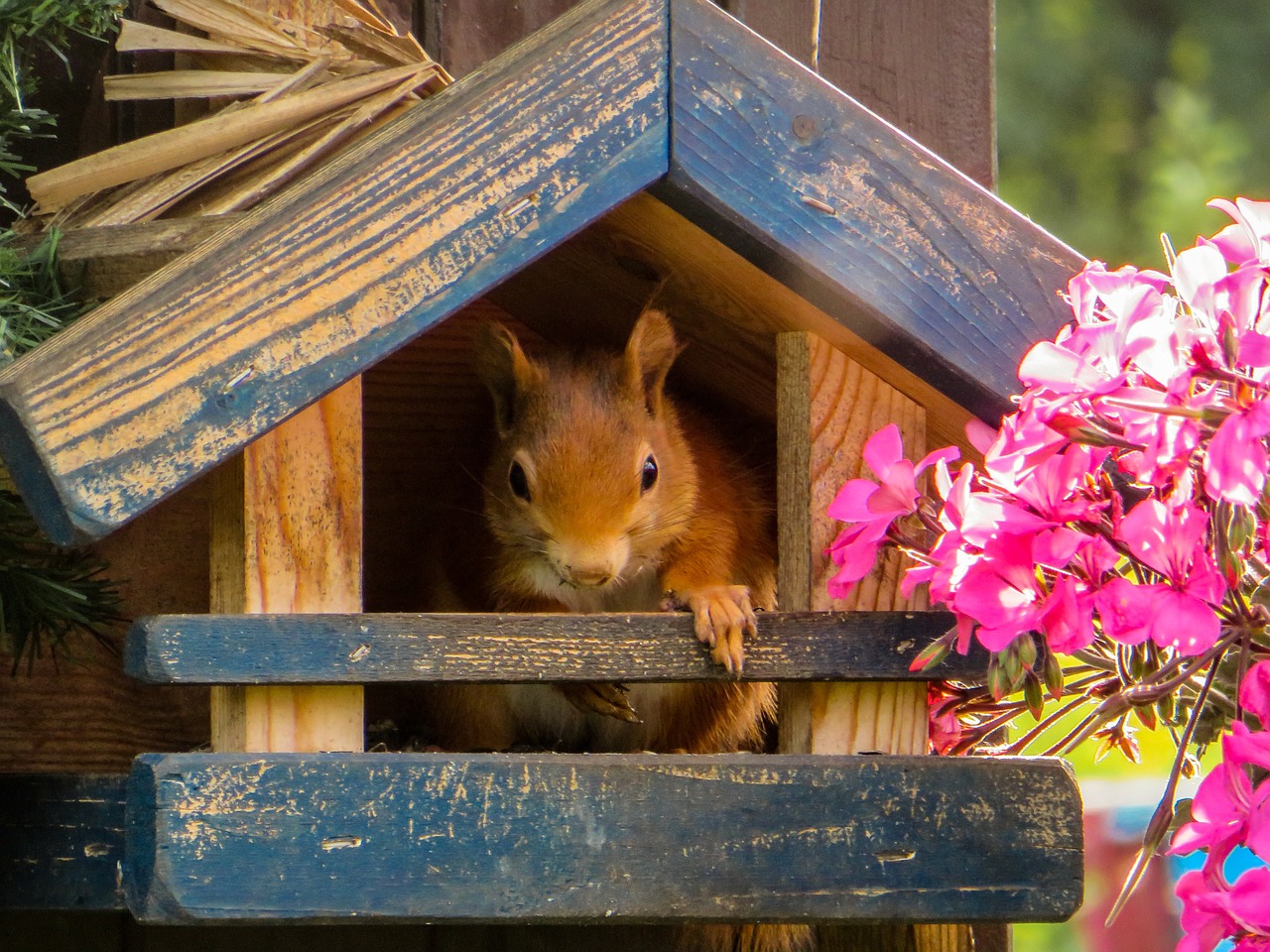 squirrel cute garden free photo