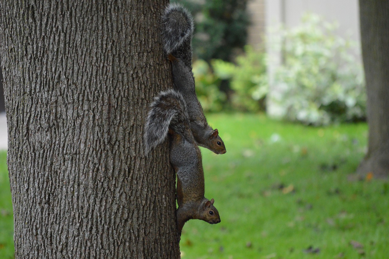 squirrel nature wildlife free photo