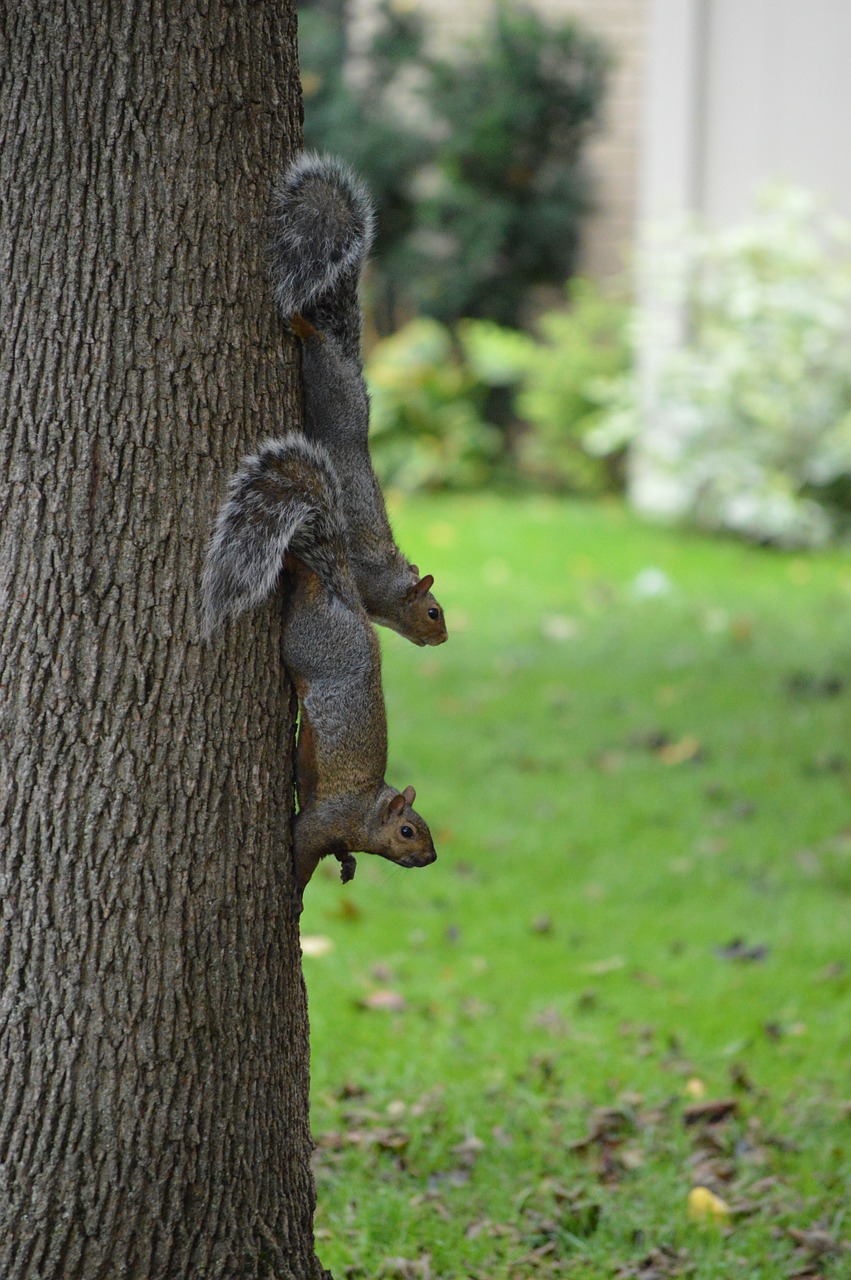 squirrel nature wildlife free photo