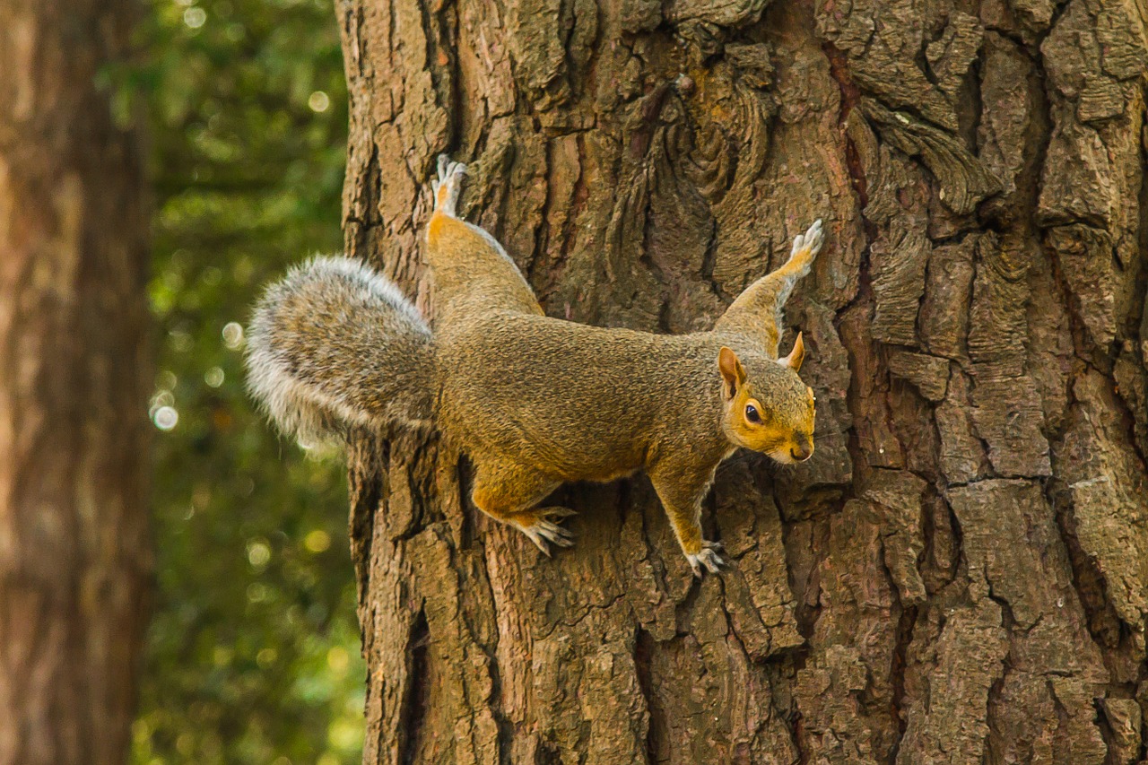 squirrel forest tree free photo