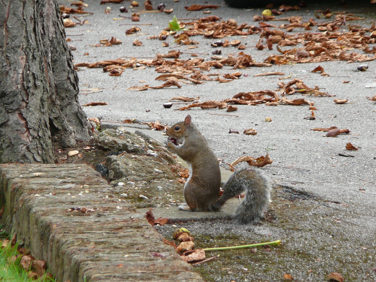 squirrel london england free photo