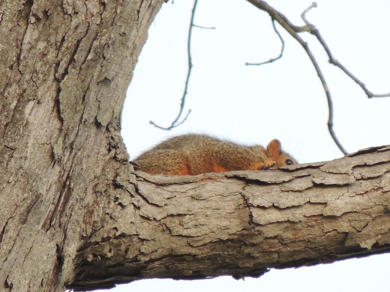 squirrel tree heber free photo