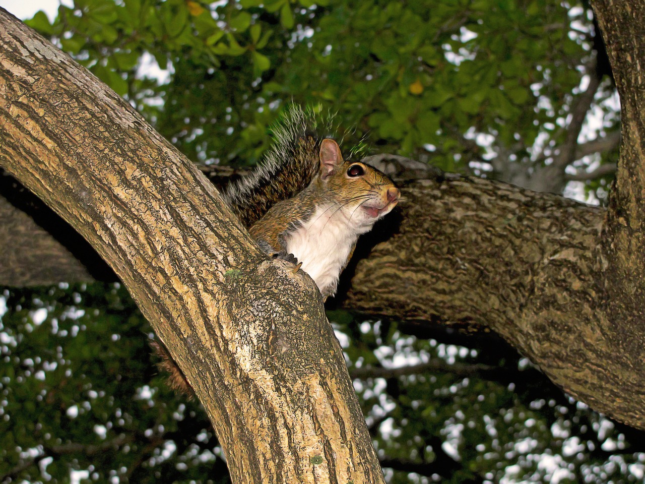 squirrel tree rodent free photo