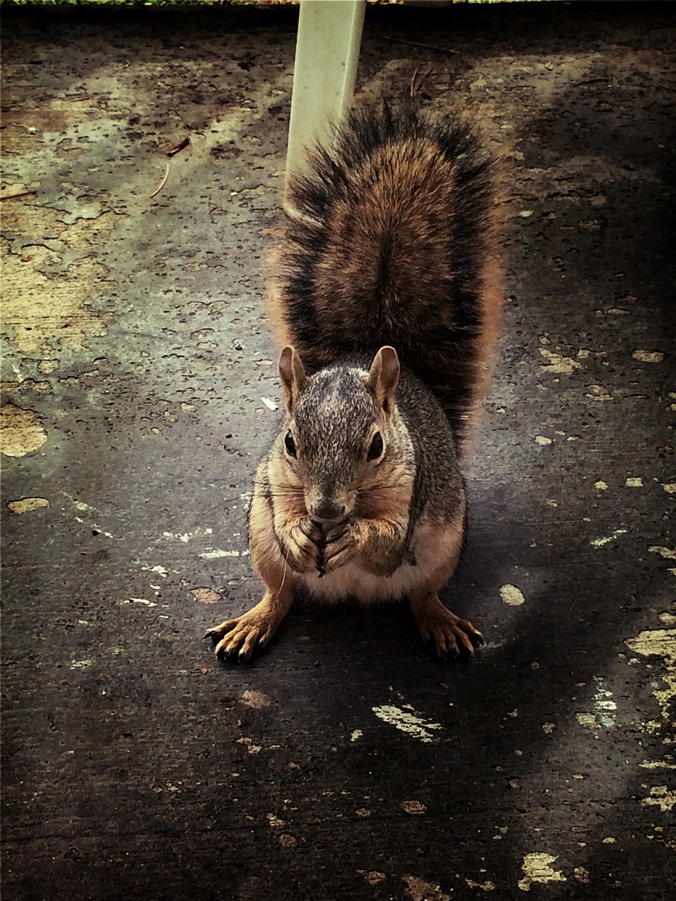 squirrel rodent fall free photo