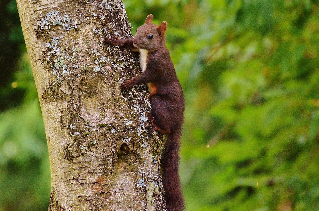 squirrel nager cute free photo