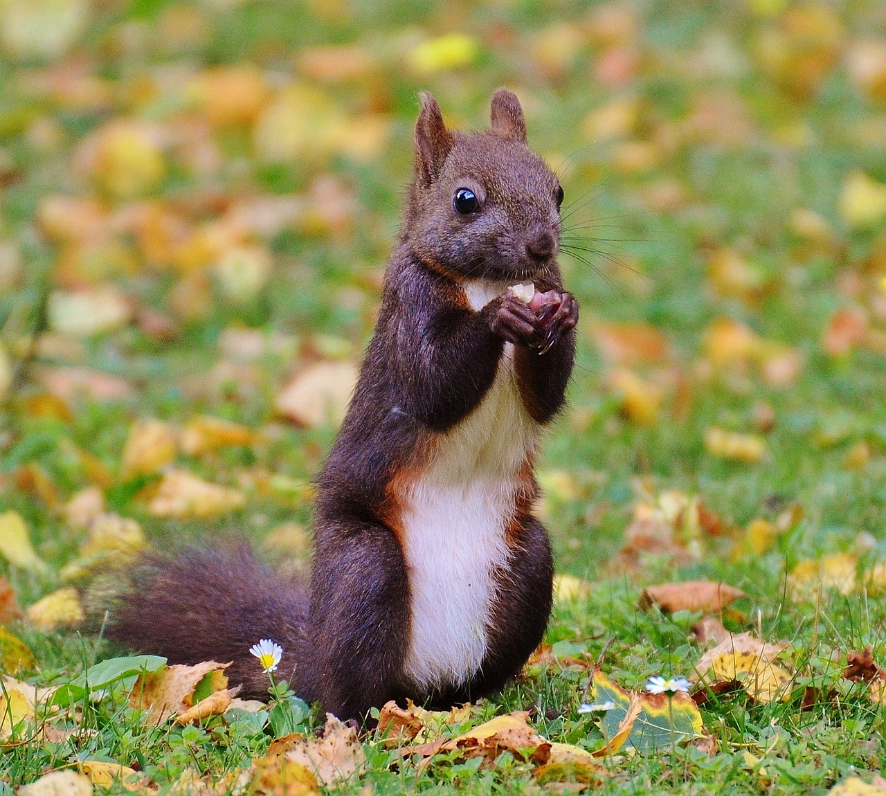 squirrel nager cute free photo