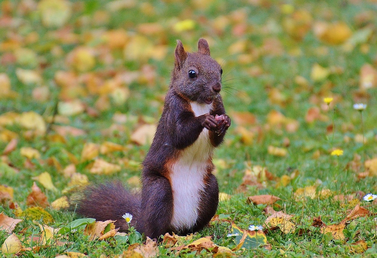 squirrel nager cute free photo