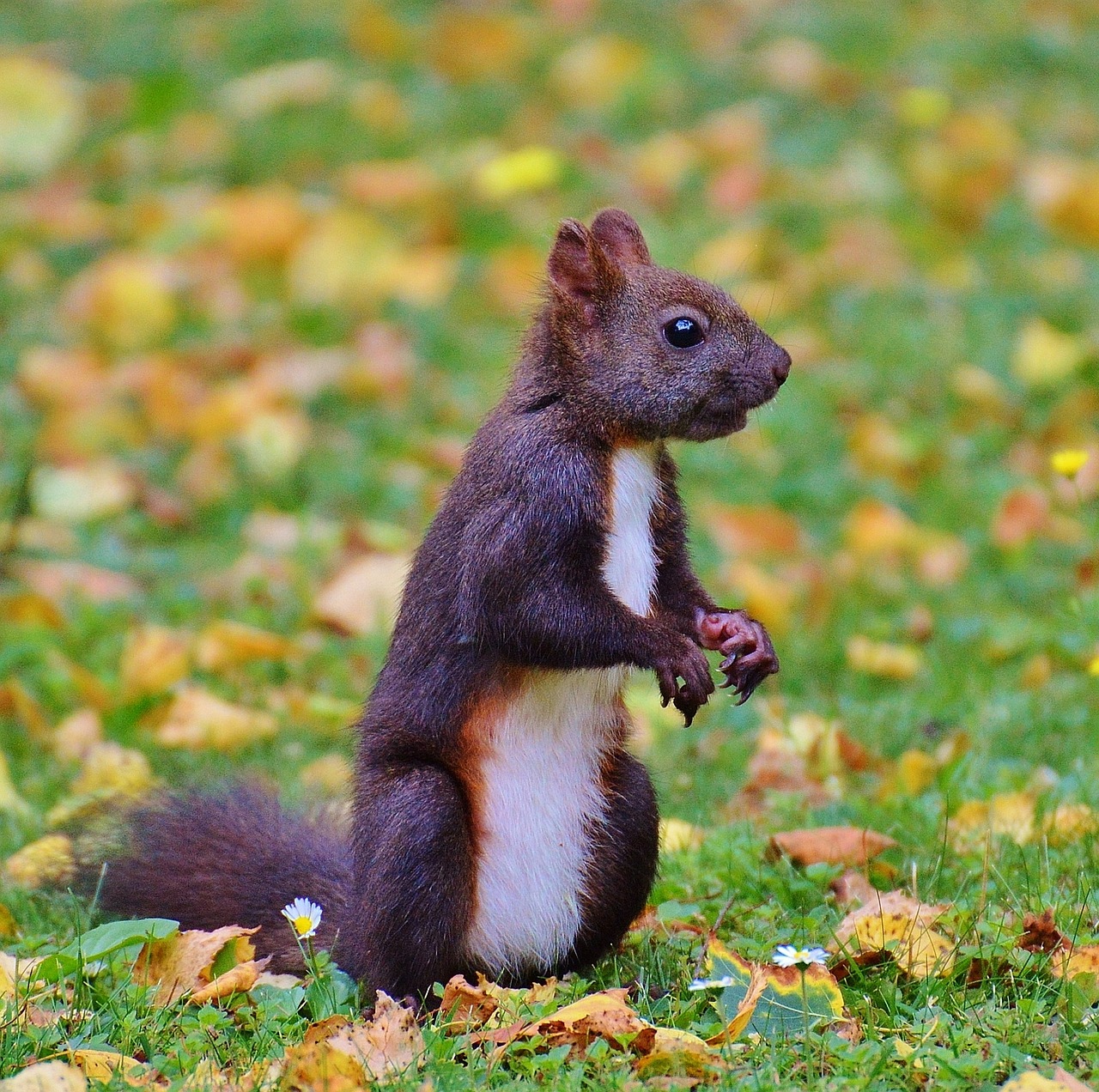 squirrel nager cute free photo