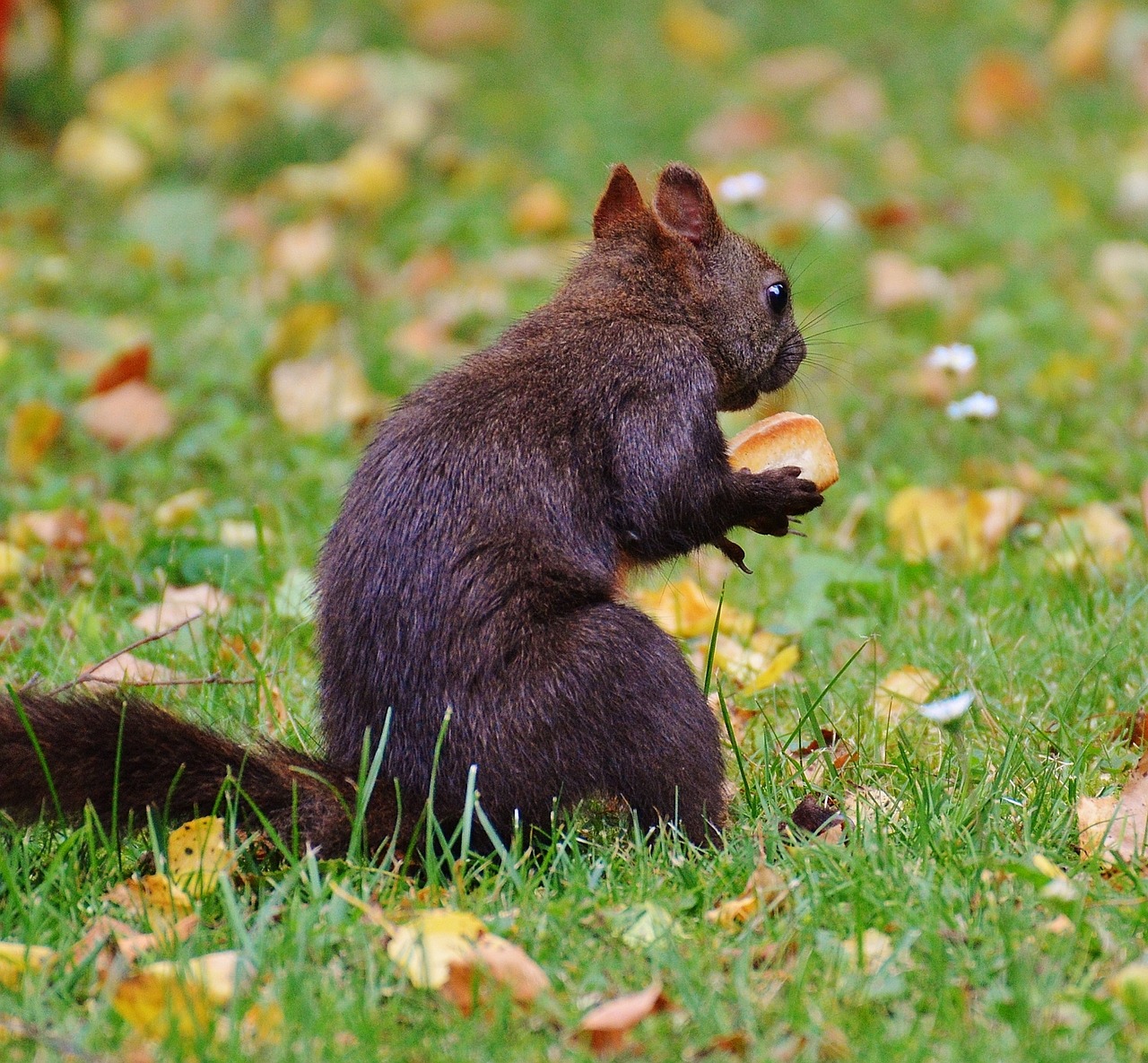 squirrel nager cute free photo