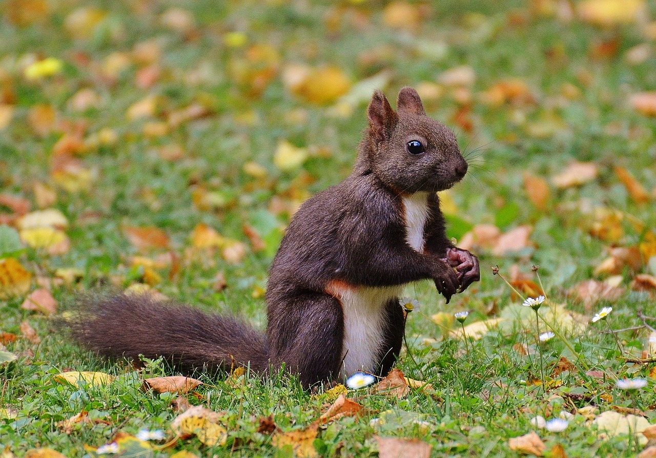 squirrel nager cute free photo