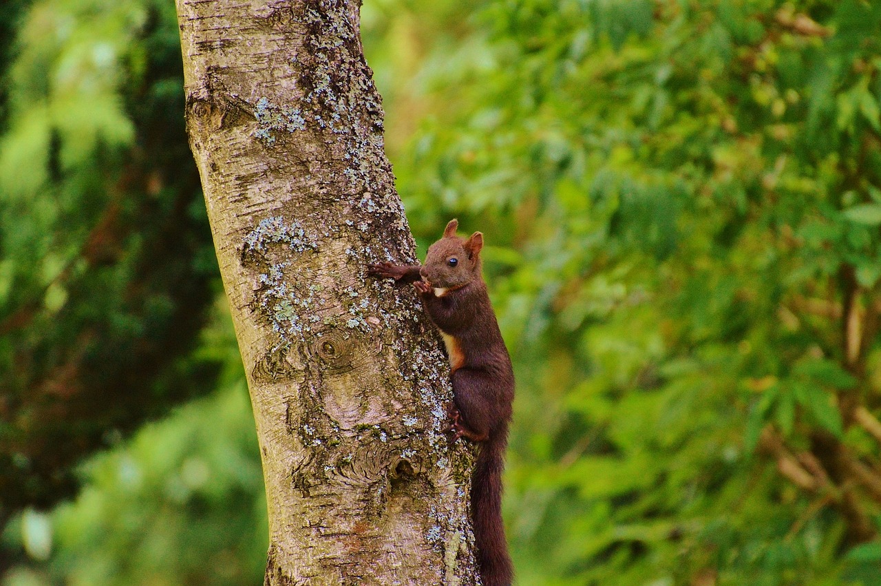 squirrel nager cute free photo