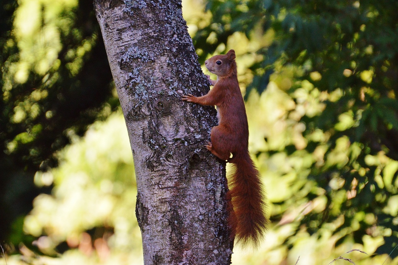 squirrel nager cute free photo