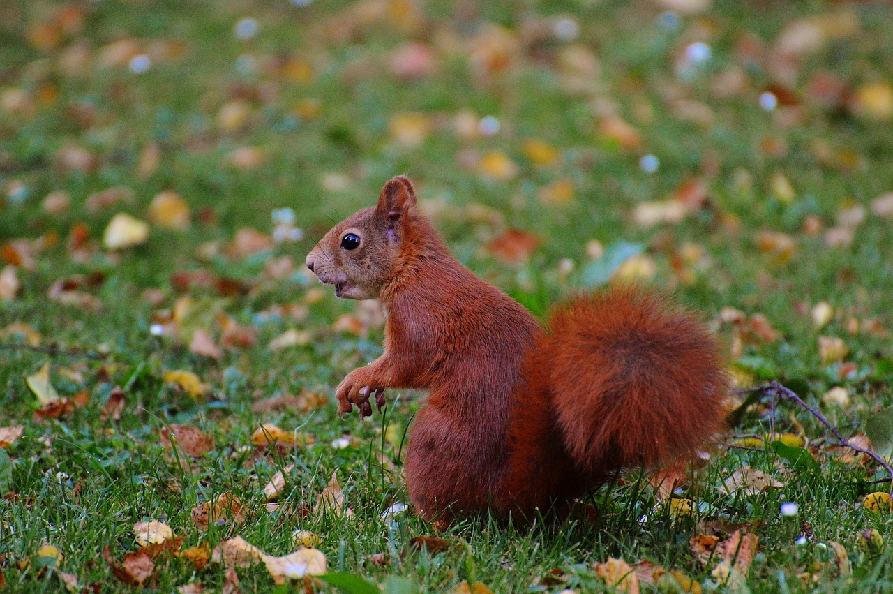 squirrel nager cute free photo