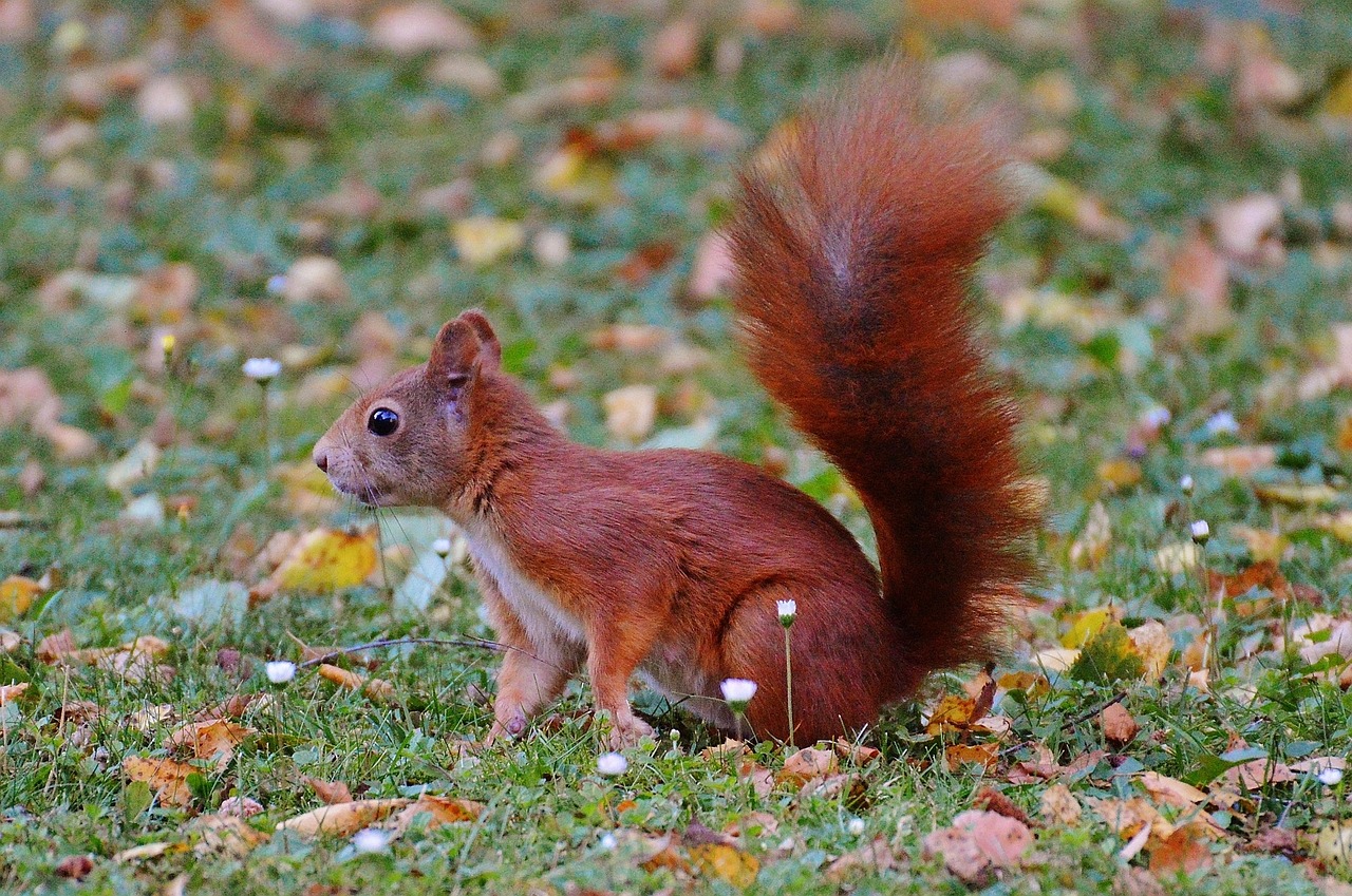 squirrel nager cute free photo