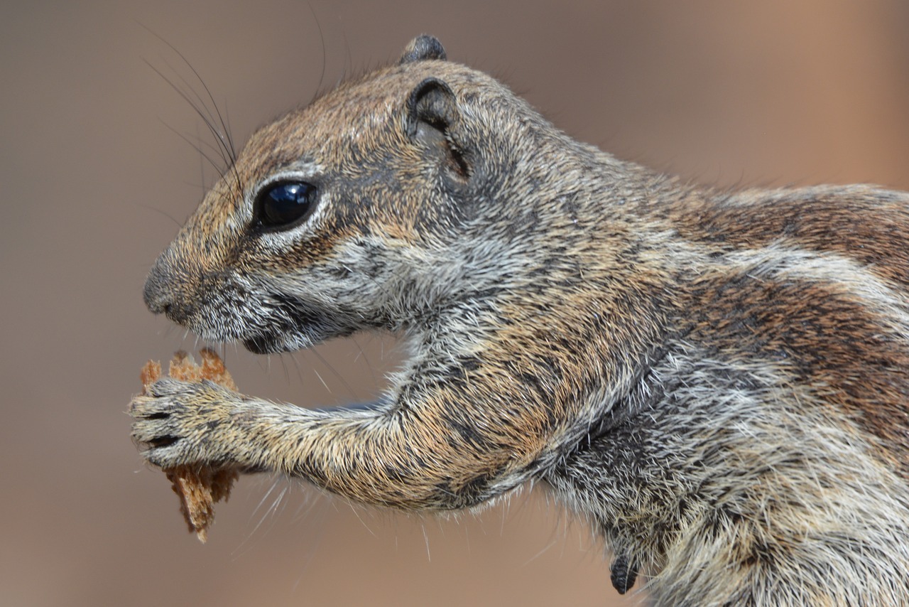 squirrel ground squirrel animal free photo