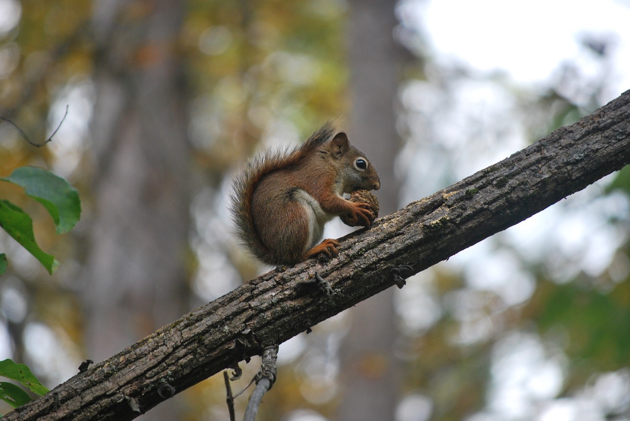 squirrel nature eating free photo