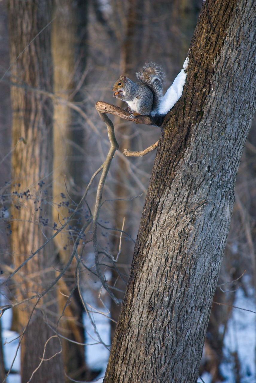 squirrel nature eating free photo