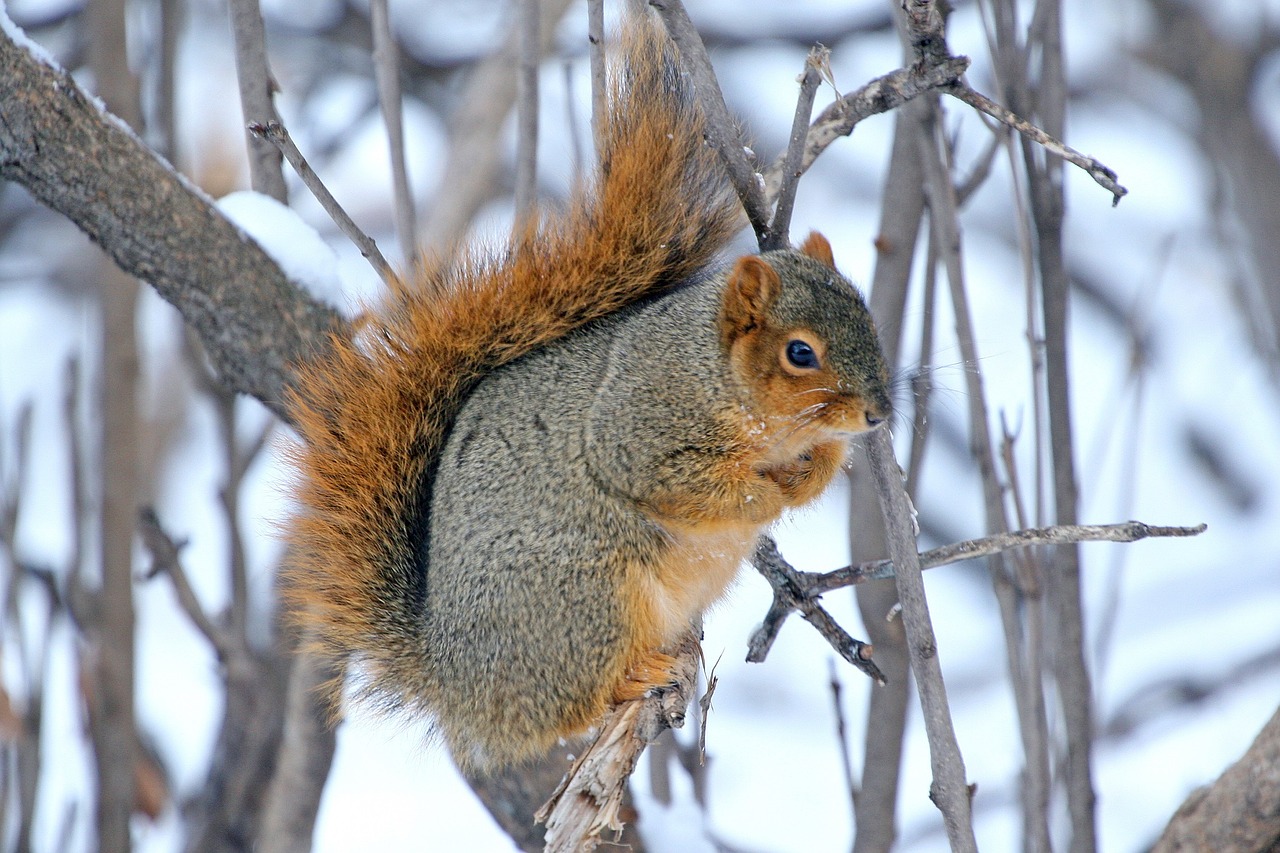 squirrel winter wildlife free photo