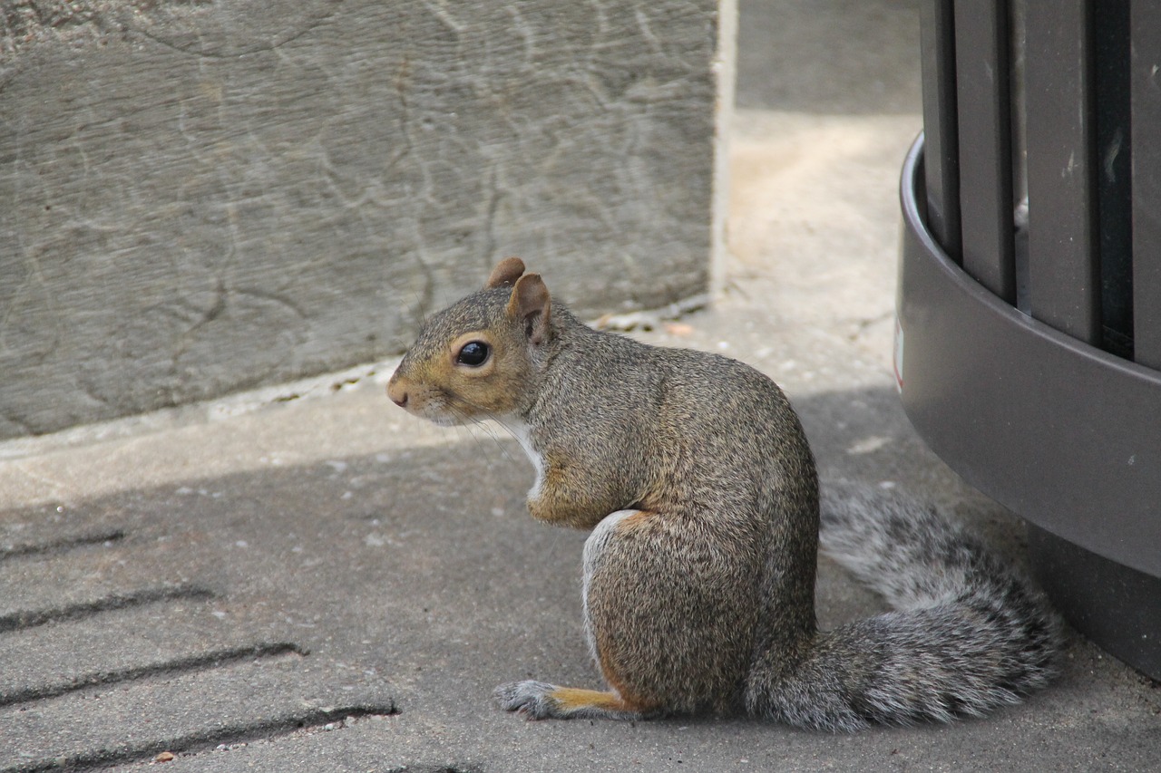 squirrel hunched sitting free photo