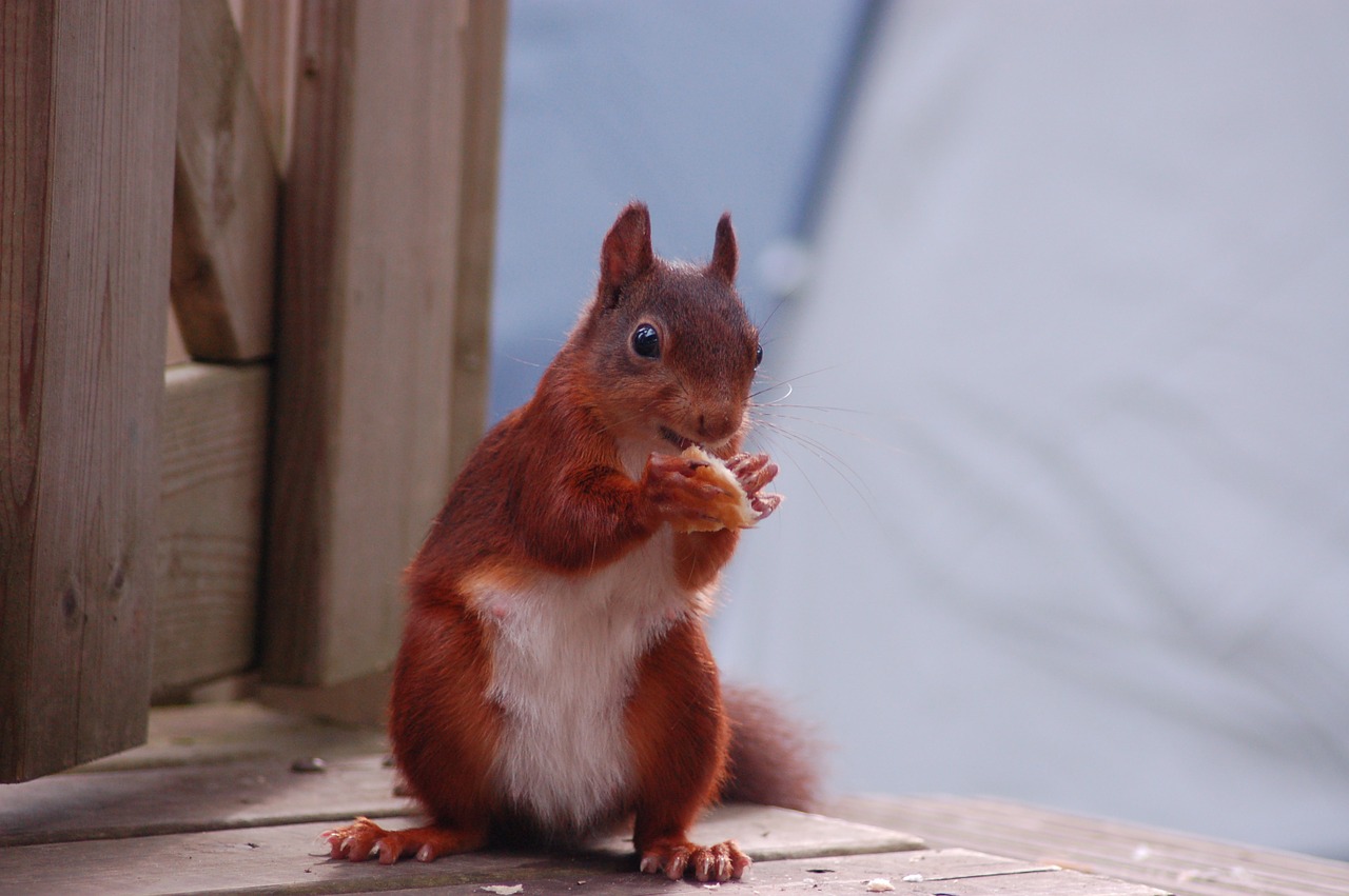 squirrel food mammal free photo