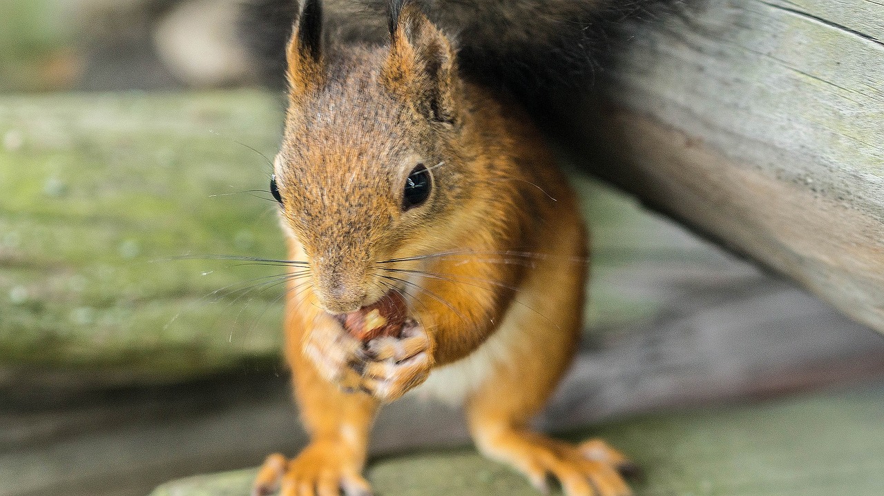squirrel nut wildlife free photo
