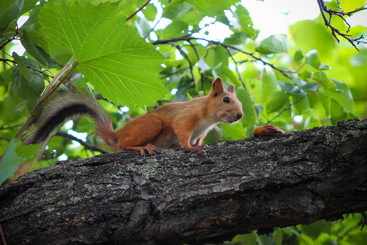 squirrel food sniff free photo