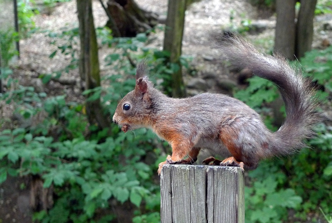 squirrel cute animal free photo