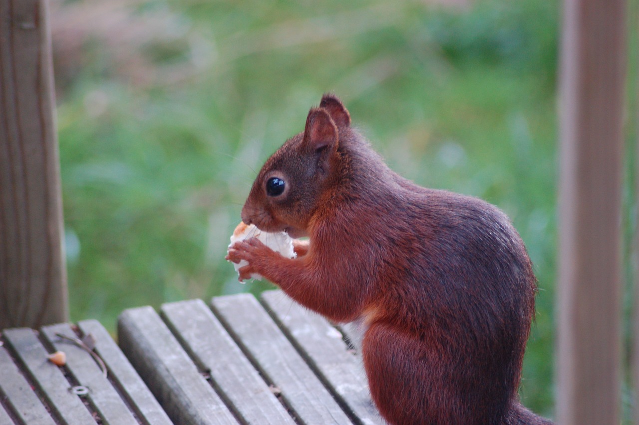 squirrel food cute free photo